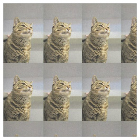 猫 ファブリック (見本)