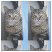 猫 ファブリック (クローズアップ)