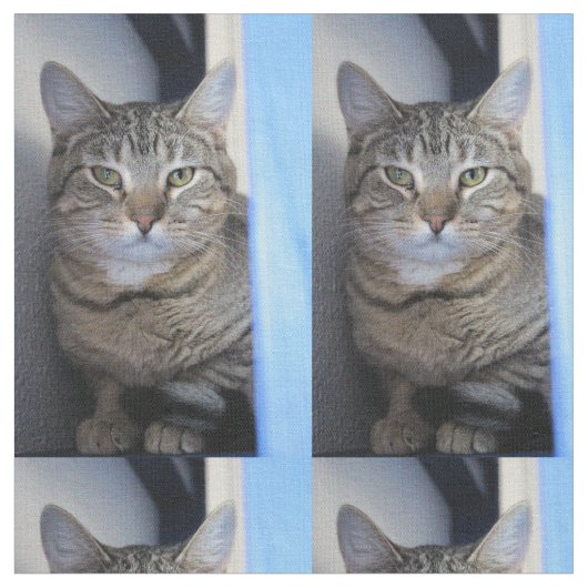 猫 ファブリック (クローズアップ)