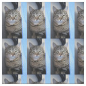 猫 ファブリック (見本)