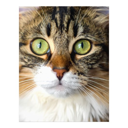 猫 フォトプリント            (正面)