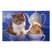 猫 フォトプリント            (正面)