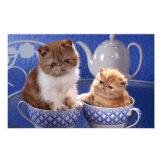 猫 フォトプリント