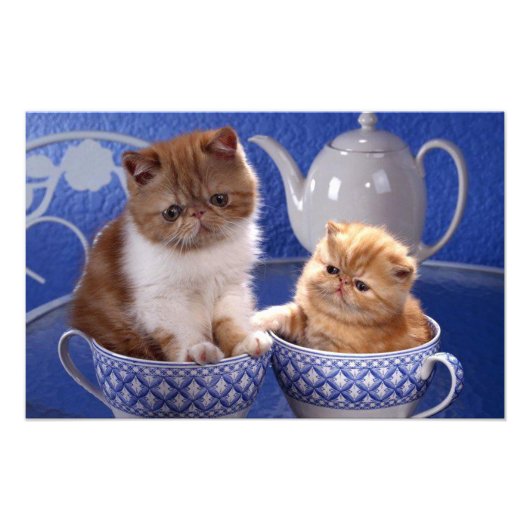 猫 フォトプリント            (正面)