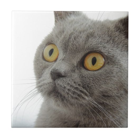 猫 ペット 動物 グランピー 顔をしかめる 平和 愛 運命 タイル (正面)