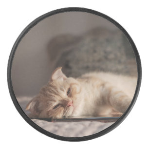 猫, ペット, 子猫 アイスホッケーパック