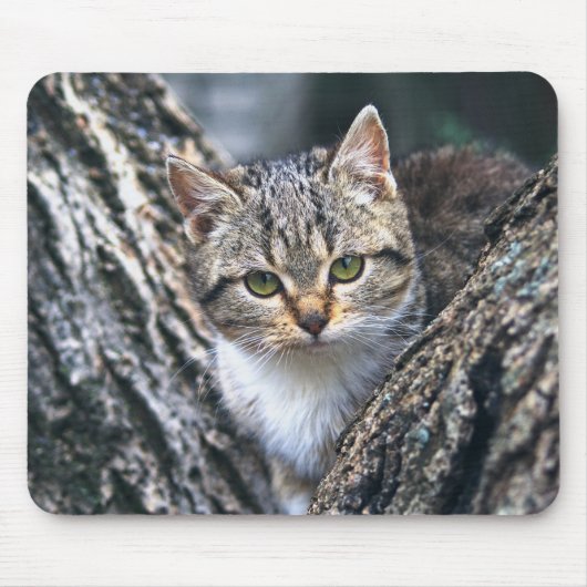 猫,ペット,自然 マウスパッド (正面)