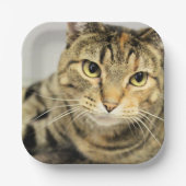 猫 ペーパープレート (正面)