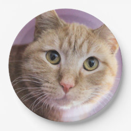 猫 ペーパープレート