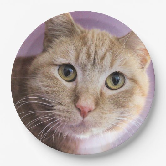 猫 ペーパープレート (正面)