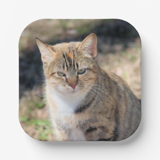 猫 ペーパープレート (正面)