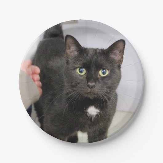 猫 ペーパープレート (正面)