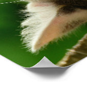 猫 ポスター (角)