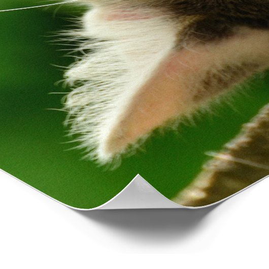 猫 ポスター (角)