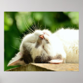 猫 ポスター (正面)