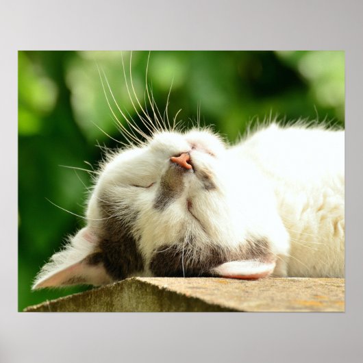 猫 ポスター (正面)