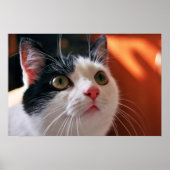 猫 ポスター (正面)