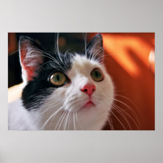 猫 ポスター