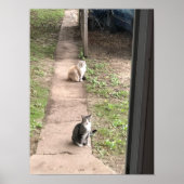 猫 ポスター (正面)