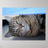 猫 ポスター (正面)