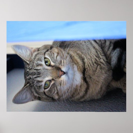 猫 ポスター (正面)