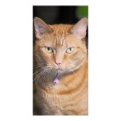 猫 ポスター (正面)