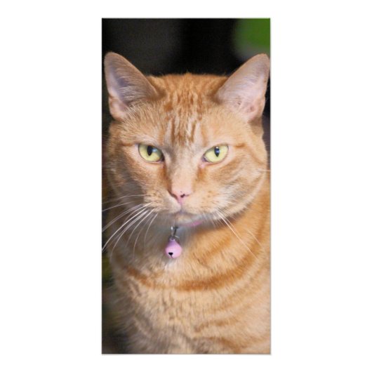 猫 ポスター (正面)