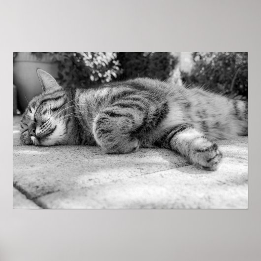 猫 ポスター (正面)