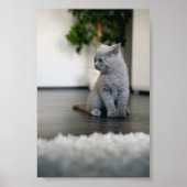 猫 ポスター (正面)