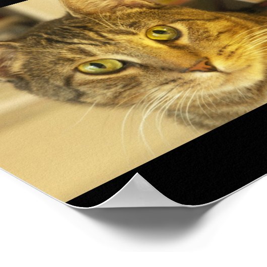 猫 ポスター (角)