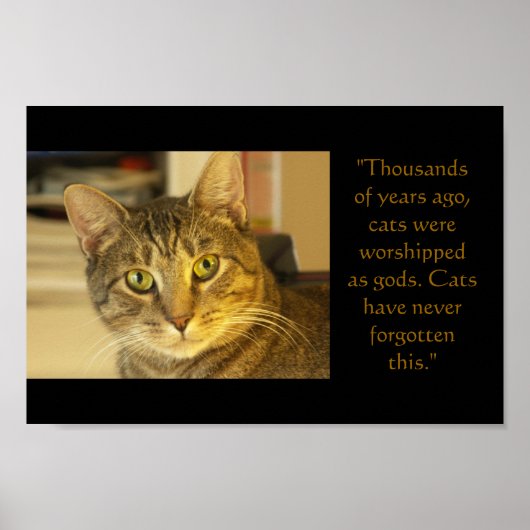 猫 ポスター (正面)