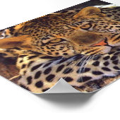 猫 ポスター (角)