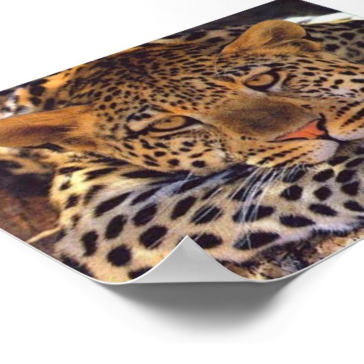 猫 ポスター (角)