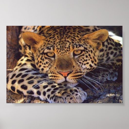 猫 ポスター (正面)