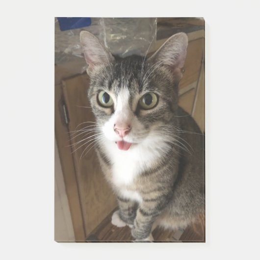 猫 ポストイット (正面)