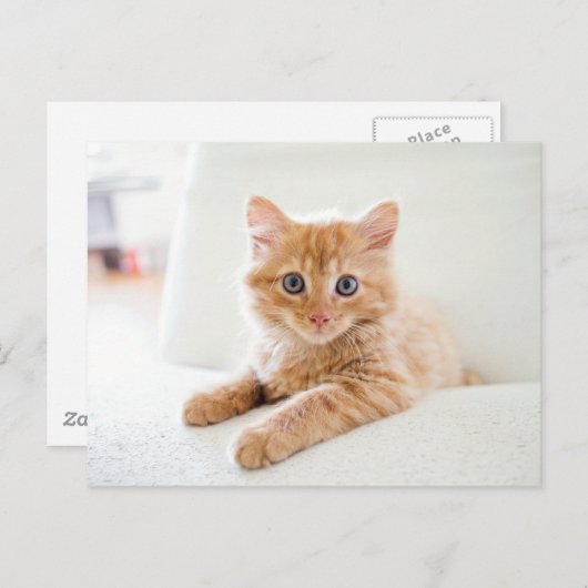 猫 ポストカード (正面/裏面)