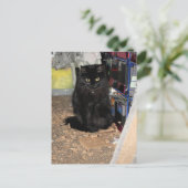 猫 ポストカード (スタンド正面)