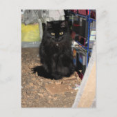 猫 ポストカード (正面)