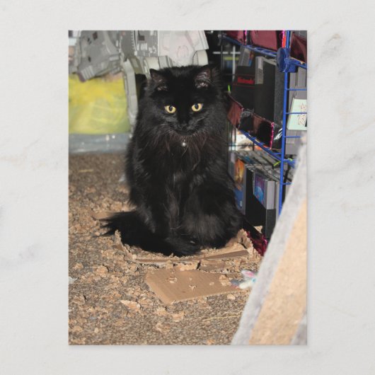 猫 ポストカード (正面)