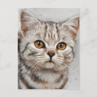 猫 ポストカード