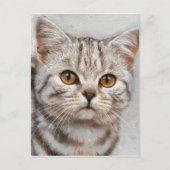 猫 ポストカード (正面)