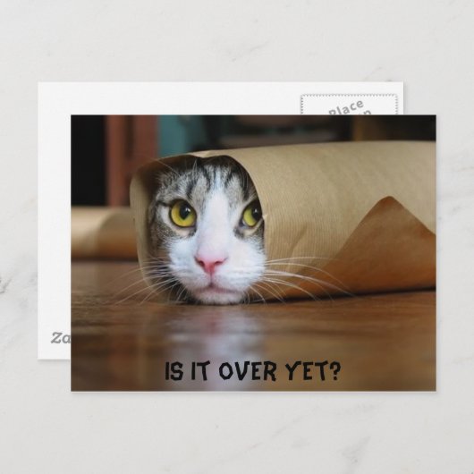 猫 ポストカード (正面/裏面)