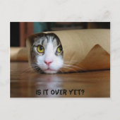 猫 ポストカード (正面)