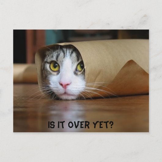 猫 ポストカード (正面)