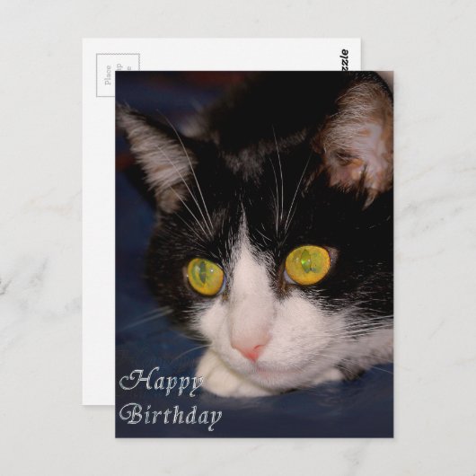 猫 ポストカード (正面/裏面)