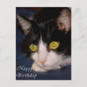 猫 ポストカード (正面)