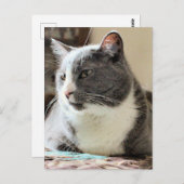 猫 ポストカード (正面/裏面)