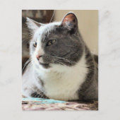 猫 ポストカード (正面)