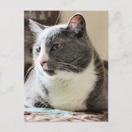 猫 ポストカード