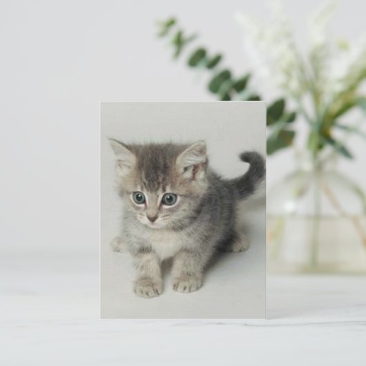 猫 ポストカード (スタンド正面)